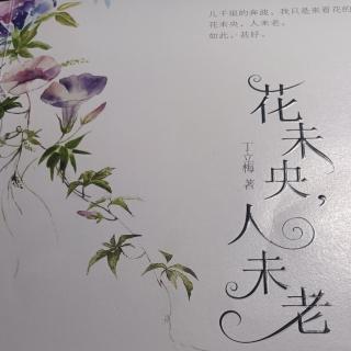 丁立梅散文集