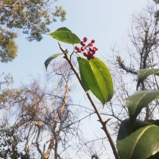 第三极的馈赠 by乔治•夏勒 黄悦译