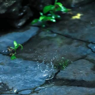 喜迎春雨，静待花开，愿一切安好！