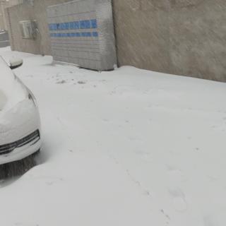 感春雪   姚彦魁