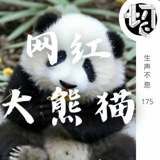 网红大熊猫 | 生声不息175