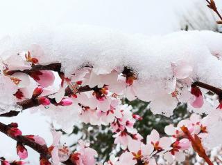 春雪三咏 文/杨新宾