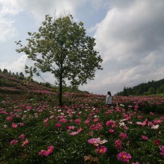 《桂枝香，韶山》大漠孤烟