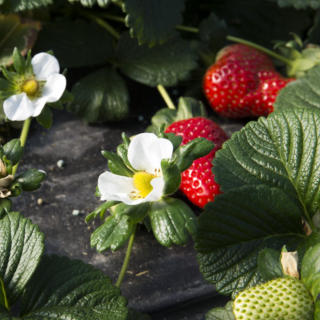 亨利·大卫·梭罗：草莓