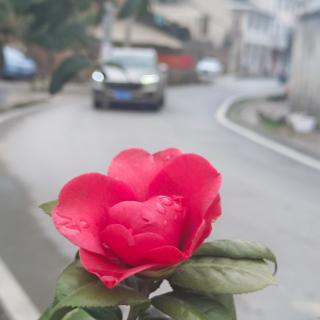 《归位.春暖花开》作者:皇甫军伟