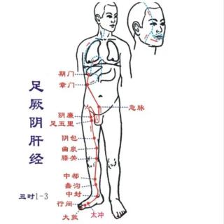 12.足厥阴肝经