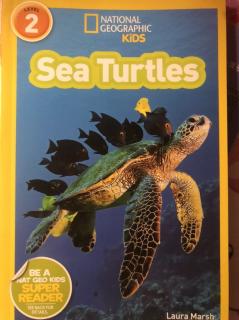 Mar 8 Julia10 sea turtles 2