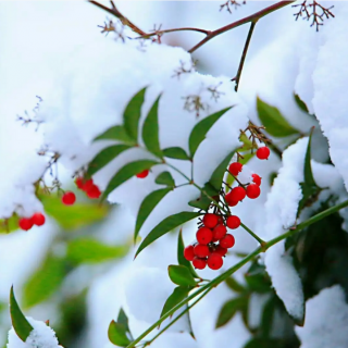 春雪之美丨全子玲   诵读丨张心贻