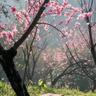 生如胡杨  作者 阿紫  朗诵 潘长学