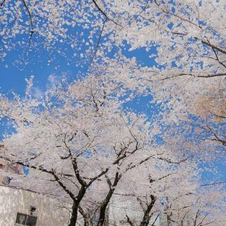 【微乐圈】樱花漫山遍野