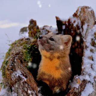 赵凤菊《三月里的一场雪》诵读：笑颜