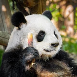 大熊猫为什么不吃肉？