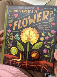 What’s inside a flower by Miranda