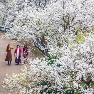 《梨花雪》作者：如歌；诵读：琪琪