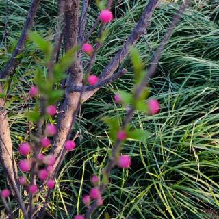 《 春芽的惊喜》作者晓熙  朗诵雨花石(西安)