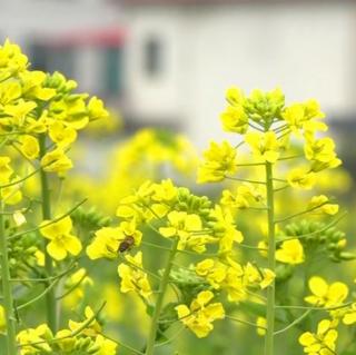 油菜花的告白——莲心