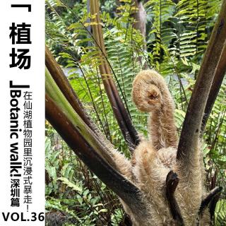 Vol.36 Botanic walk 深圳篇，在仙湖植物园里沉浸式暴走