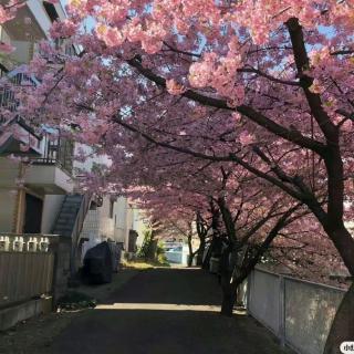 [春日]春之约（来自FM202921225）