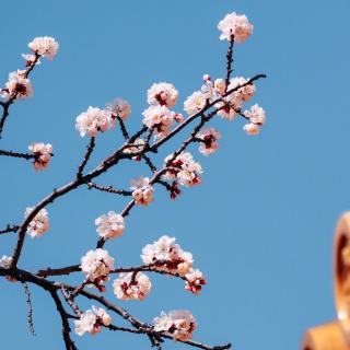 【二十四节气】诗歌诵读《纸鸢》清朝张劭