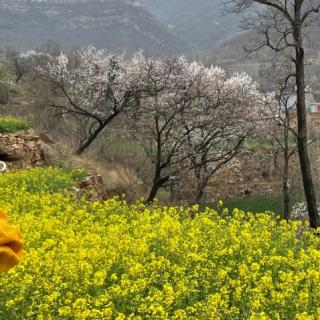  油菜花开　
                  作者:佚名