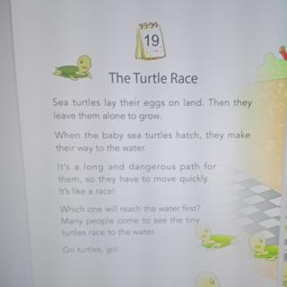 The turtle race