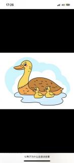 【日照中心园晚安故事590】-鸭子为什么会游泳