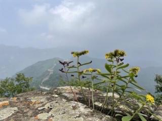 翟永明《那一小句》