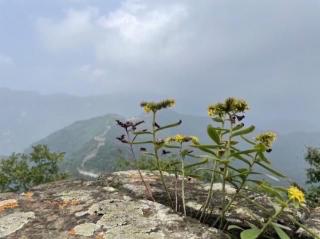 翟永明《随黄公望游富春山》九