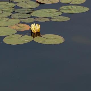 沁园春.清明怀母