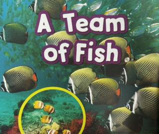 A Team of Fish