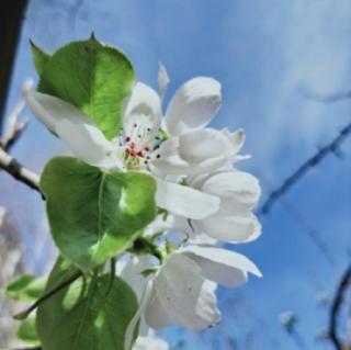 《素衣凝香梨花白》文/幽兰