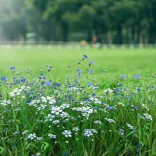 再和杨公济梅花