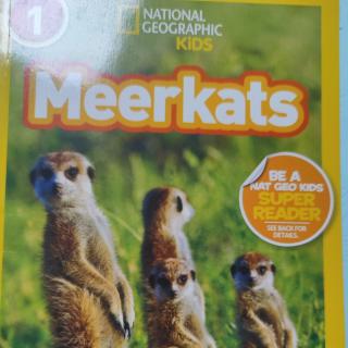 20240423 国家地理一 01 meerkats day2