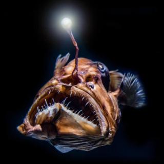 深海最丑的鱼怎么找对象？