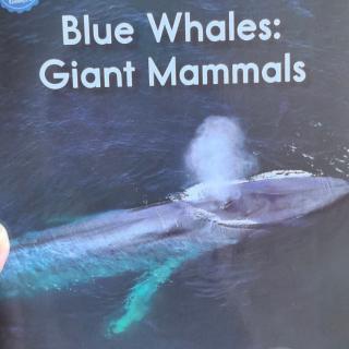 RAZ-Blue Whales-Giant Mammals