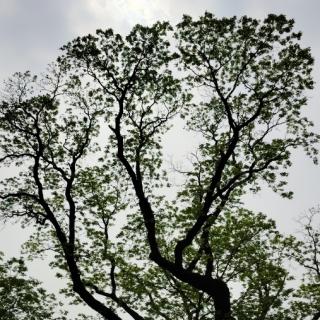 江城子-教师节——刘晁林