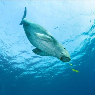 海洋里的“美人鱼”，体型庞大却吃素为生？