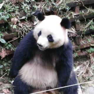 可爱的熊猫（来自FM293186042）