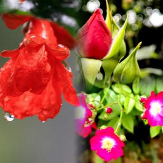 雨湿花重，更加饱满风华