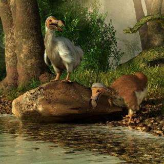 【探秘】灭绝300多年后，渡渡鸟将被科学家复活，这可能实现吗？