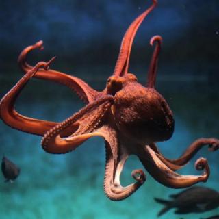 【科普】被称为“外星生物”的章鱼有多聪明？拥有两套记忆，能做不同的梦！