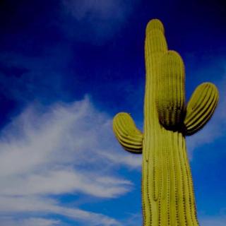 Cactus in the Desert & dj yangqing mixset