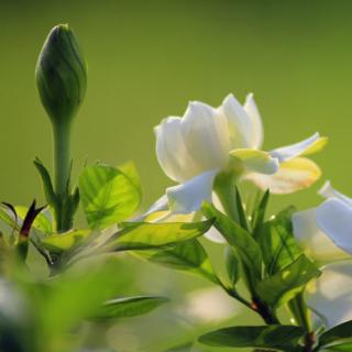 《栀子花开》周峰