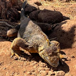 200 |加拉帕戈斯| 圣克鲁斯岛上的动物们 - 鬣蜥、地雀、巨龟和寻达尔文不遇