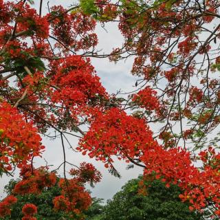 1471.晚寻吕山人~高启