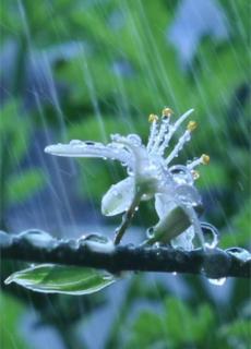 许尽忠 ‖《夏天的雨》