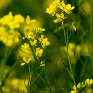 沈华维诗词两首《賞油菜花
》《初春过香河北运河码头