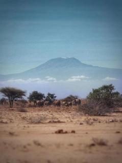 走出非洲（卷一·四）羚羊露露2