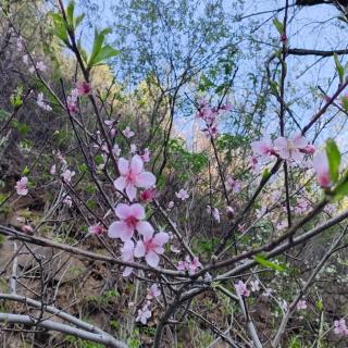 《从理解一朵花开始》阅读理解