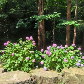 《清平乐  村居》温州话吟诵